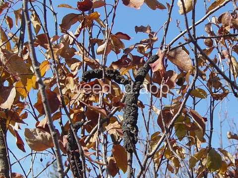 chokecherry, common